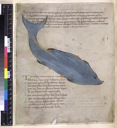 Cotton Tiberius B. V, Part I fol.38v 「キケロのアラトゥス」からのデルフィヌスの星座