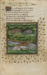 Cotton Vespasian B. XII, f.4 アナグマ、ヤマネコ、カワウソのイラスト。 ウィリアム・トゥエティとジョン・ギフォードによる「狩猟に関する論文」からの詩付き、1440年頃（ベラム）