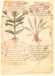 Cotton Vitellius C.III fol.30 ウルフのカンブとヘネプのイラスト、「Dioscorides」からの古い英語のハーブ、元々は Apuleius (123-80AD) (ベラム)