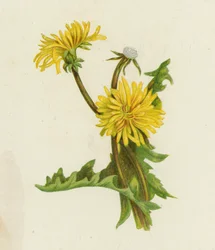 タンポポ、Leontodon Taraxacum (カラー リソ)