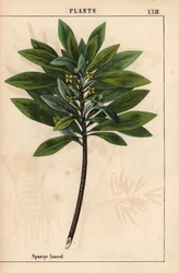 Daphne laureola または Spurge-laurel   、「教育的な絵本、または野菜の世界からの教訓」[シャーロット・メアリー・ヤング]、エジンバラより