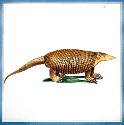 アルマジロ（Dasypus armadillo） 1810年頃 （紙に水彩画