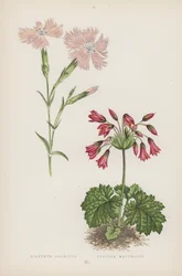 Dianthus Gallicus; Cortusa Matthioli (カラーリソ)