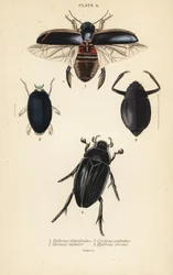 潜水虫、Dytiscus dimidiatus 1、普通の渦巻き虫、Gyrinus natator 2、Cyclous vittatus 3、そして大銀水虫、Hydrophilus piceus 4