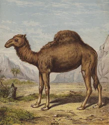 ドロメダリー（カラーリトグラフ）