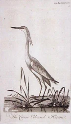 1771年8月に発行された「The Gentleman