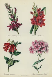 イングリッシュフラワーガーデン：ロベリア「ベルピラミド」、グラジオラス「Mブルエ」、Bouvardia aurantiaca、フロックスドラモンディメイイ