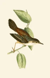 ファンテールワーブラー、チャールズロバートブリー（1811-86）による「イギリスの島々では観察されないヨーロッパの鳥の歴史」のイラスト、1867年公開