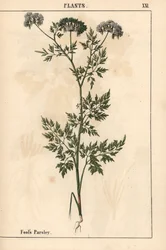 愚か者のパセリ Aethusa cynapium   、「教育的な絵本、または野菜の世界からの教訓」[シャーロット・メアリー・ヤング]、エジンバラより