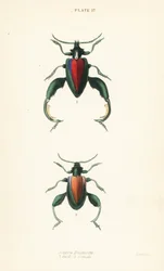 カエルの甲虫、カエルの足の甲虫、カンガルーの甲虫、Sagra buqueti、オス1、メス2