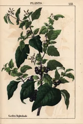 庭のイヌホオズキまたは黒い実をつけるイヌホオズキ、Solanum nigrum、『The Instructive Picturebook, or Lessons from the Vegetable World』より、[Charlotte Mary Yonge]、エディンバラ