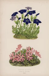 リンドウババリカ; Primula Minima (カラーリソ)