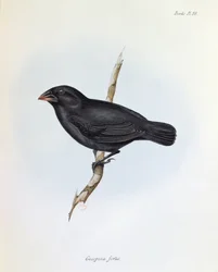 Geospiza Fortis、The Zoology of the Voyage of HMS Beagle、1832-36、Charles Darwin（1809-92）、1840