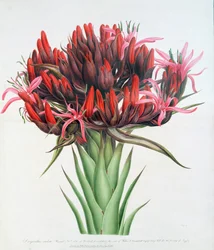 Gymea Lily、1826（紙にトイレ）