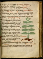 Harley 4986 fol.20 The Herb Asterion (ベラム)