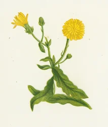 ホークウィードピクリス、ピクリスヒエラシオイデス