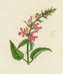 セイタカアワダチソウ（カラーリトグラフ）