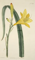 The Botanical MagzaineまたはFlower Garden DisplayedのpubのHemerocallis Flava（Yellow Day Lily）。 1796年（手描きの彫刻）