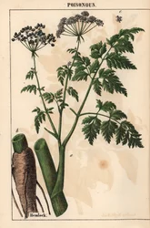 ツガまたはコニウム maculatum   、「教育的な絵本、または野菜の世界からの教訓」[シャーロット・メアリー・ヤング]、エジンバラより