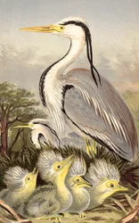 サギと子供（クロモリト）