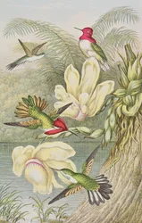 熱帯の花の中で鳥をハミング
