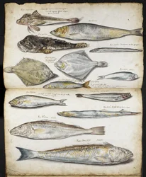 De Historia Pisciumに関連するイラスト、ジョン・レイ作、1686年頃（紙に水彩）