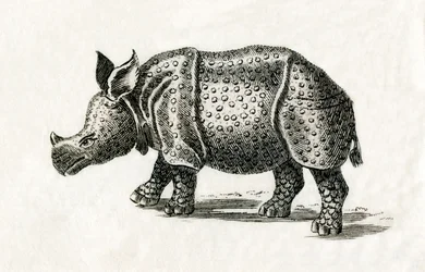 インドサイ（一角獣）Rhinoceros unicornis 18世紀の版画（エングレーヴィング）より