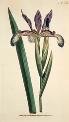 Iris Spuria Spurios アイリス、パブ。 1790年の手彩色彫刻。
