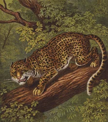 ジャガー（カラーリトグラフ）