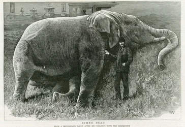 ジャンボ、死んだ