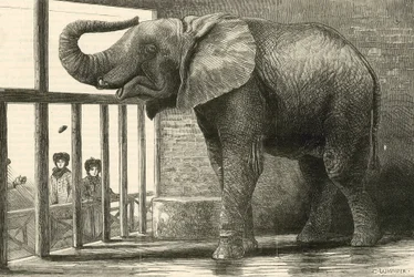 動物園の大きなアフリカゾウ、ジャンボ（エングレーヴィング）