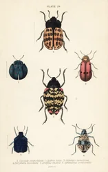 ヨコヅナクマムシ。Cyrtonota sexpustulata 1、Lachnaia hirta 2、Chlamys monstrosa 3、Doryphora tessellata 4、Erotylus histrio 5、Spheniscus erotyloides 6
