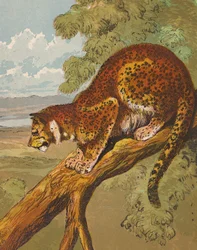 レオパード（カラーリトグラフ）