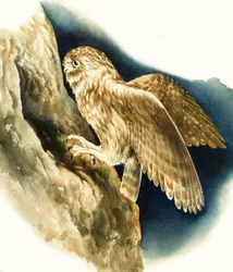 小梟