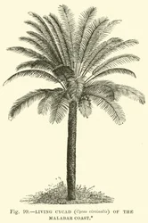マラバル海岸の生きているソテツ（Cycas circinalis）