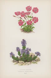 Lychnis Lagascae; Veronica Nummularia (カラーリトグラフ)