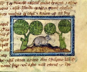 MS 379 f.12r 土塁の上にしゃがむ猫、獣類図鑑より（英語