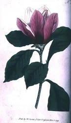 モクレン（Magnolia purpurea）、ウィリアム・カーティスの「The Botanical Magazine」（または「Flower Garden Displayed」）の390番プレート、パブ。1792年の彫刻