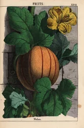 熟したオレンジ色の果実、黄色の花、大きな濃い緑色の葉を持つメロン Cucumis melo   、「教育的な絵本、または野菜の世界からの教訓」[シャーロット・メアリー・ヤング]、エジンバラより