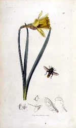 Merodon clavipes（ホバーフライ）と水仙、John Curtisが1823-40年に出版した「British Entomology」に掲載されている（カラーの彫刻）。