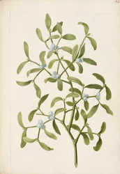 ヤドリギ。半寄生植物、1664年頃（リトグラフ）。