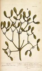 エリザベス・ブラックウェルの「A Curious Herbal...」よりヤドリギ