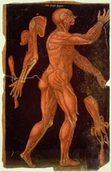 Ms Hunter 364 Table VIII Dissection、from Anatomical Tables、by John Banister（1540-1610）（oil on brown paper）