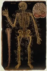 Ms Hunter 364 Table VI Dissection、from Anatomical Tables、by John Banister（1540-1610）（oil on茶色の紙）