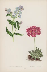 Myosotis Dissitiflora; Primula Farinosa (カラーリソ)
