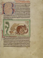 Northumberland Bestiary、c.1250-60（羊皮紙に色付きのウォッシュとインク）