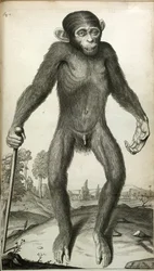 Orang-Outang, sive Homo Sylvestris: または、サル、類人猿、および人間の解剖学と比較したピグミーの解剖学...