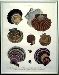 オストレア、「Encyclopaedia Londinensis」(1796-1829)の図版、J.Passの彫刻による