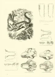 アニメーション自然史博物館のページ