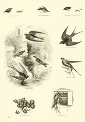 アニメーション自然史博物館のページ